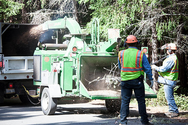 Best Residential Tree Removal  in Thomasville, NC