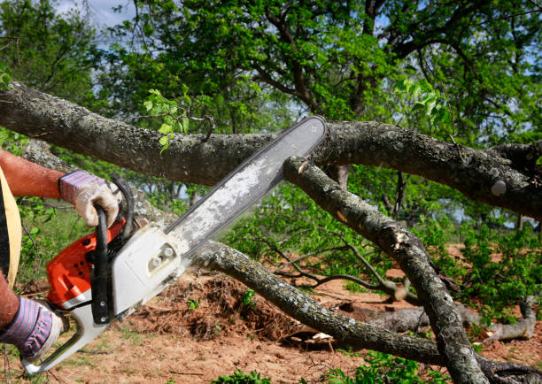 Best Arborist Consultation Services  in Thomasville, NC